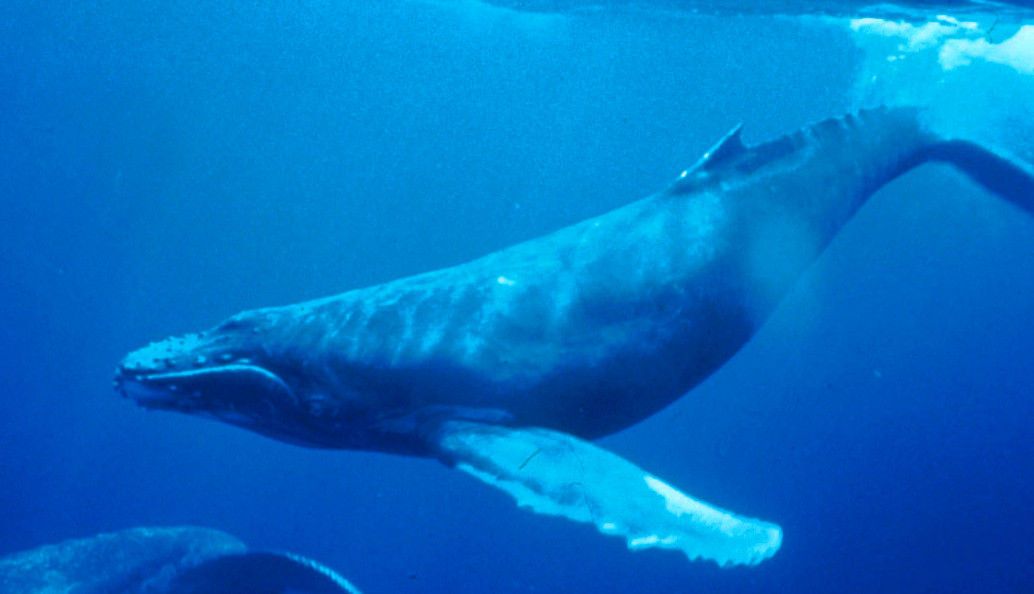 De resten van een laysanalbatroskuiken dat gestorven is door het eten van plastic (foto: Duncan Wright)