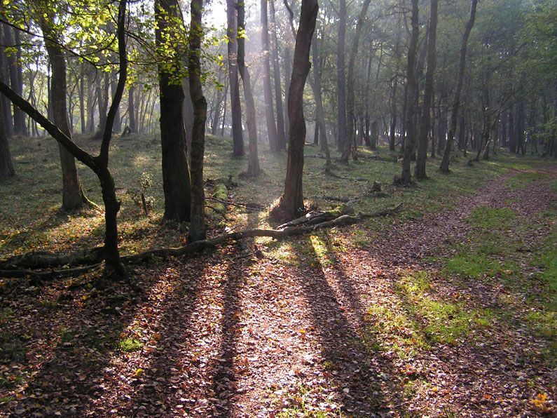 Bos in de herfst (foto: Peter Heeling)