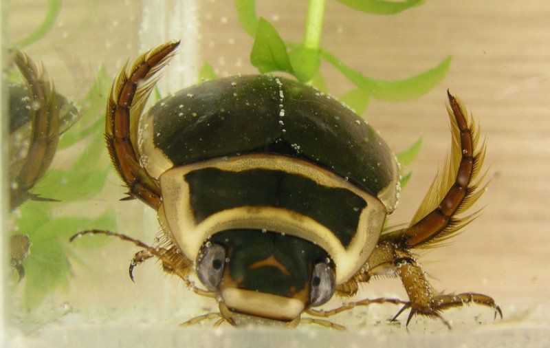 Geelgerande watertor, een waterroofkever (foto: E. van Herk)