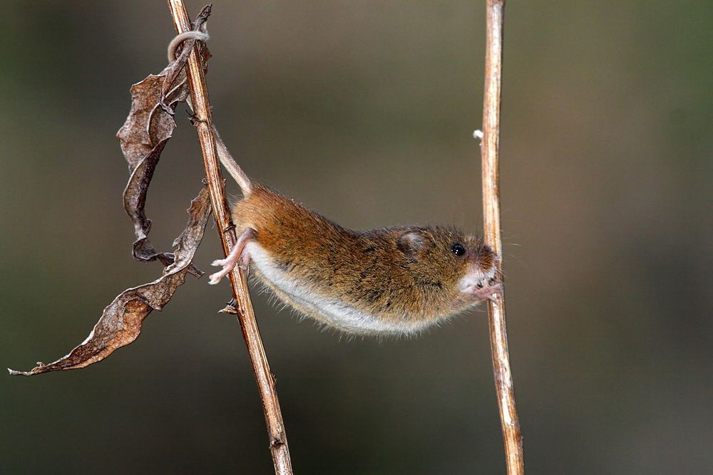 Met hun typische grijpstaart slingeren Dwergmuizen zich van de ene naar de andere stengel (foto: Norbert Huys)