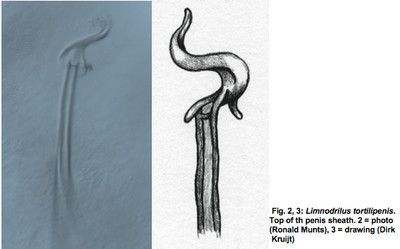 Kurketrekkervormige peniskoker van Limnodrilus tortilipenis (afbeelding: Ronald Munts (foto), Dirk Kruijt (tekening))