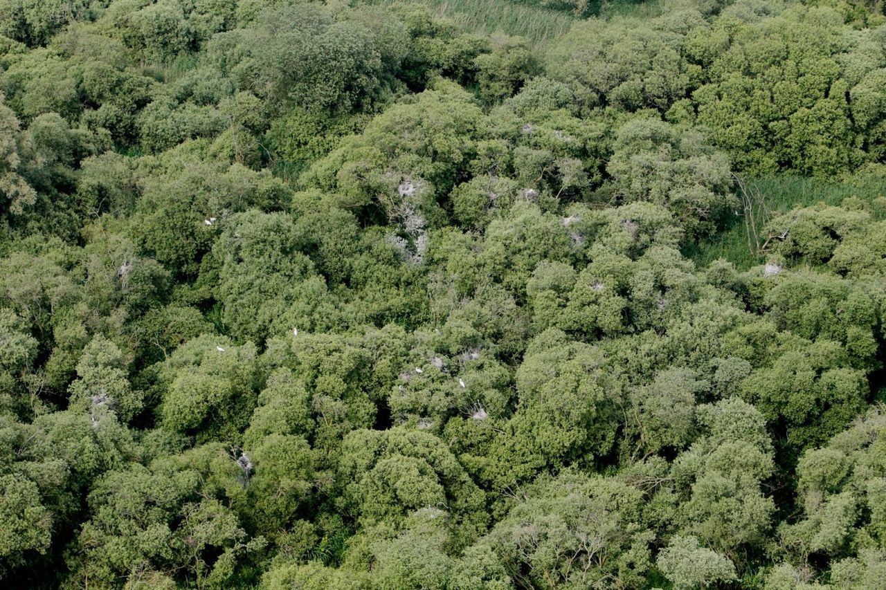 Op basis van luchtopnames kon de exacte locatie van de nesten in de Blauwe reigerkolonie worden gelocaliseerd (foto: Guido Vandenbroucke)