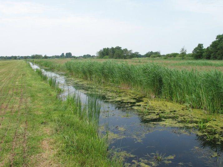 Sloot in de Wieden, Overijssel (foto: Ralf Verdonschot)