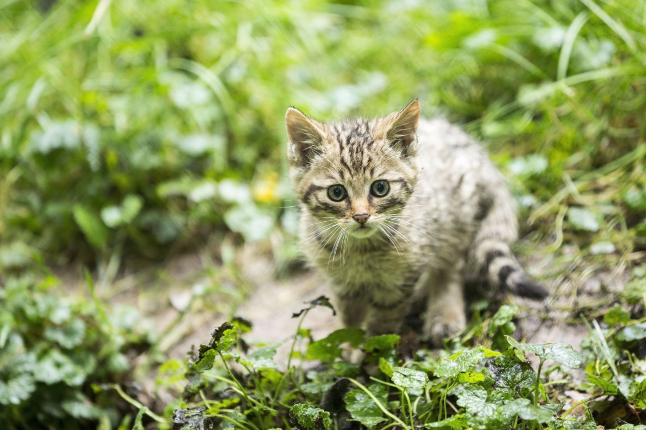Nature Today Opletten voor jonge wilde katten in het bos