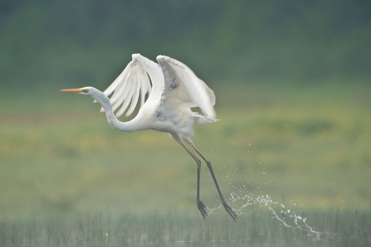 Met zijn slanke, lange hals en gigantische witte vleugels is de Grote zilverreiger niet te missen. (foto: Wim Dirckx)