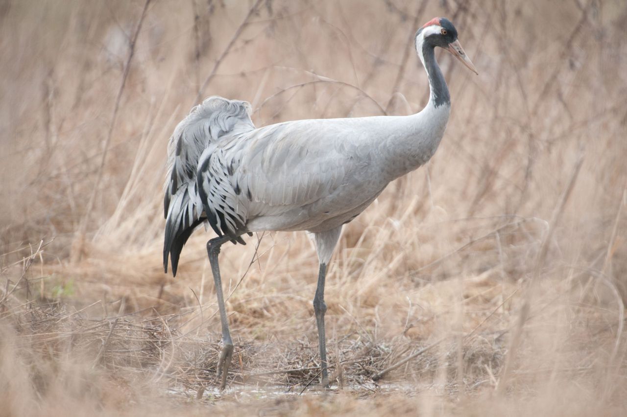 Met een spanwijdte van 2 m en een gewicht van 4 tot 6 kg is de kraanvogel een van de meest majestueuze vogelsoorten in Europa. (foto: Wim Dirckx) 