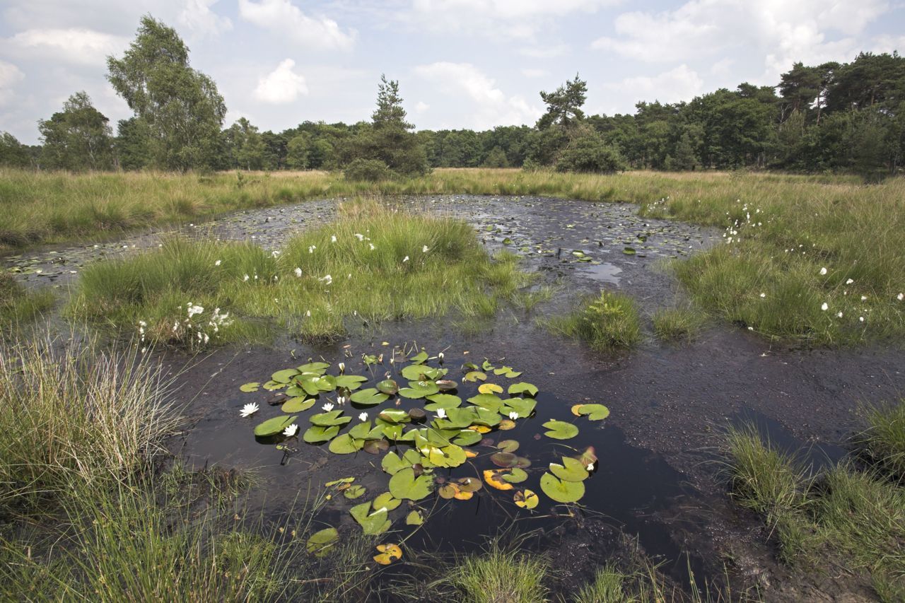 Kampina (foto: Jelger Herder)