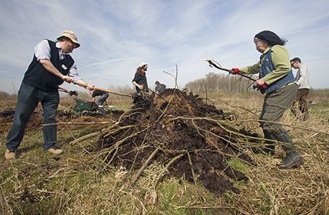 Rehabilitatie in uitvoering, zoeken naar eitjes van de ringslang in een broeihoop (foto: Jelger Herder)