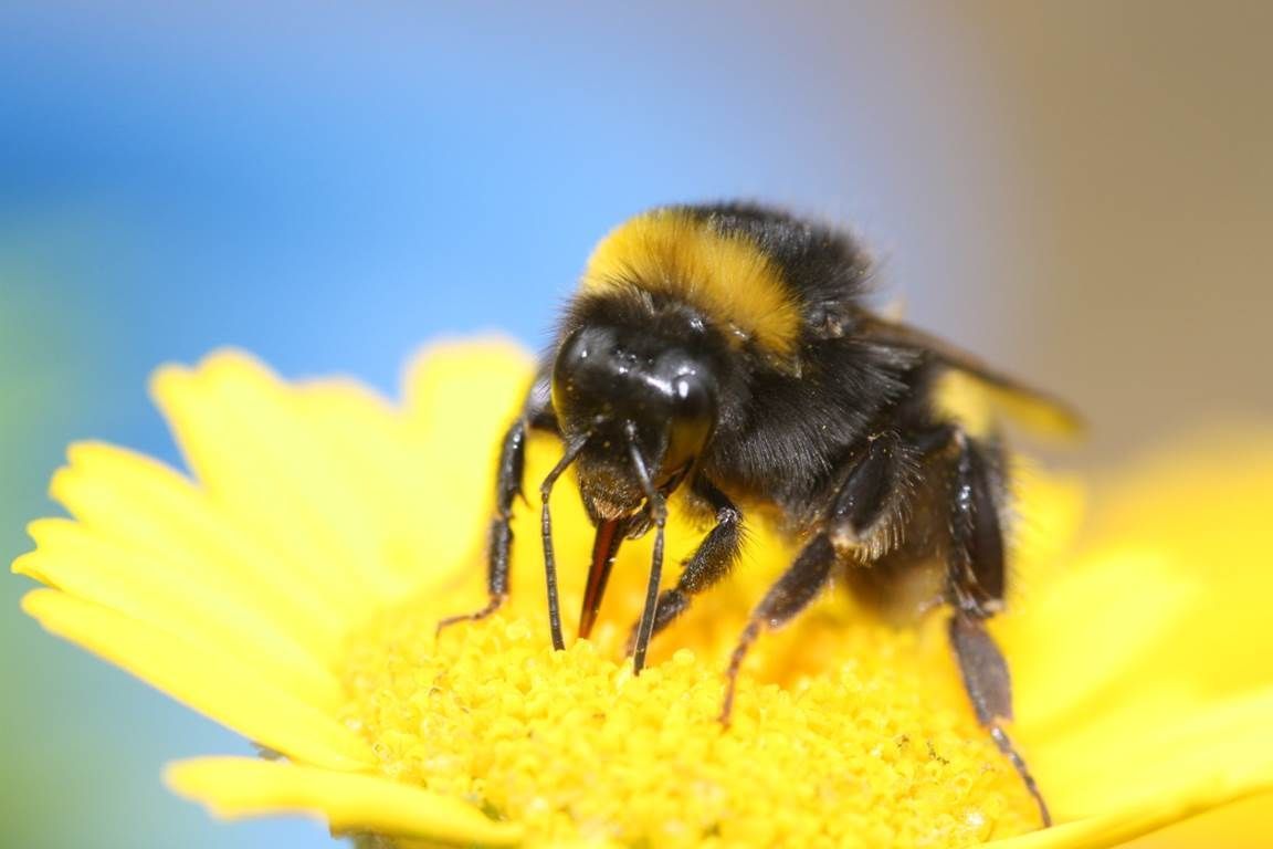 Aardhommel (foto: Koos Biesmeijer)