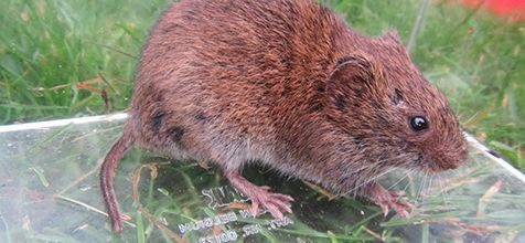 Aardmuis (foto: Dick Schermer)