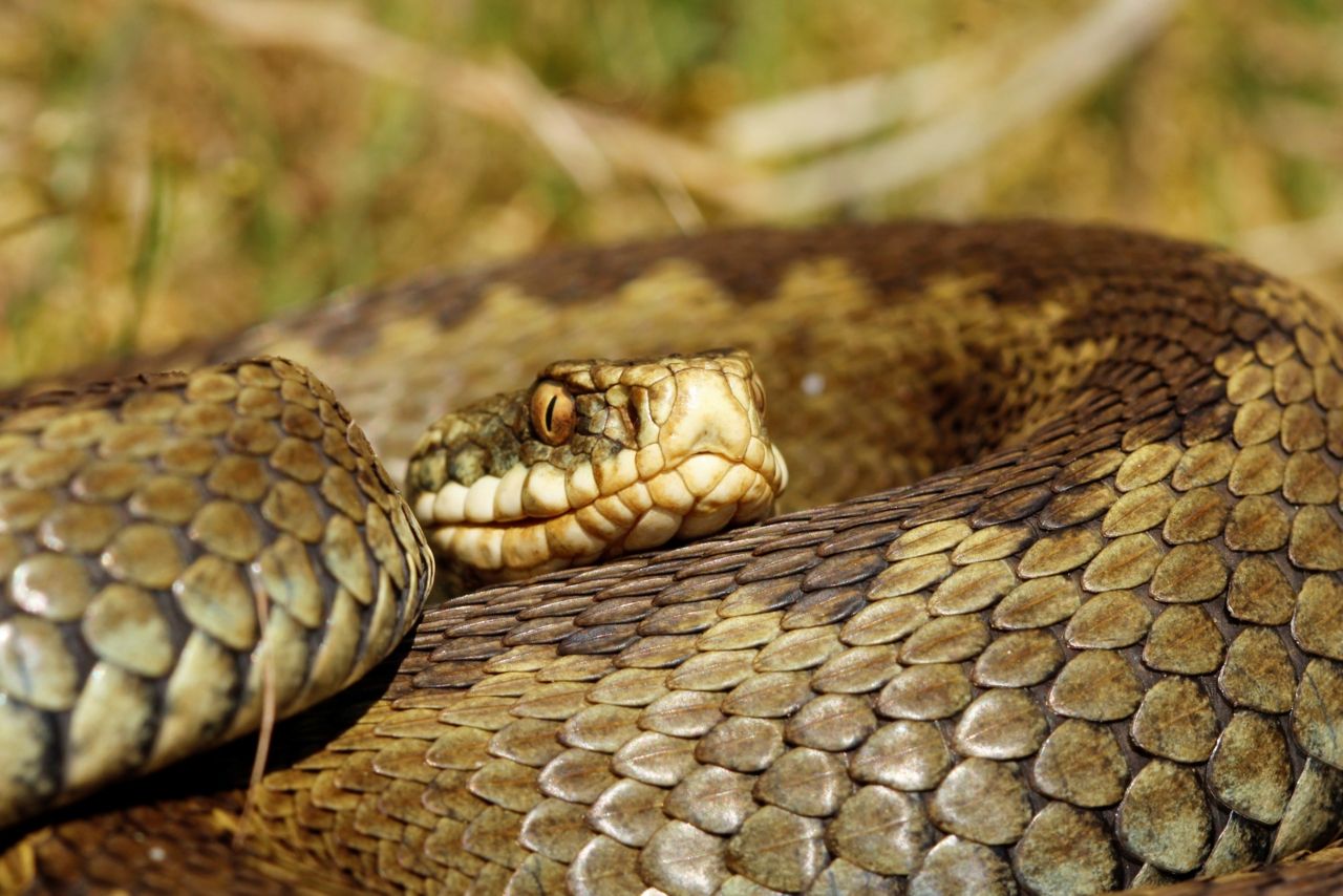 De verspreiding van Adder in Vlaanderen is erg beperkt (kaart: Hyla)