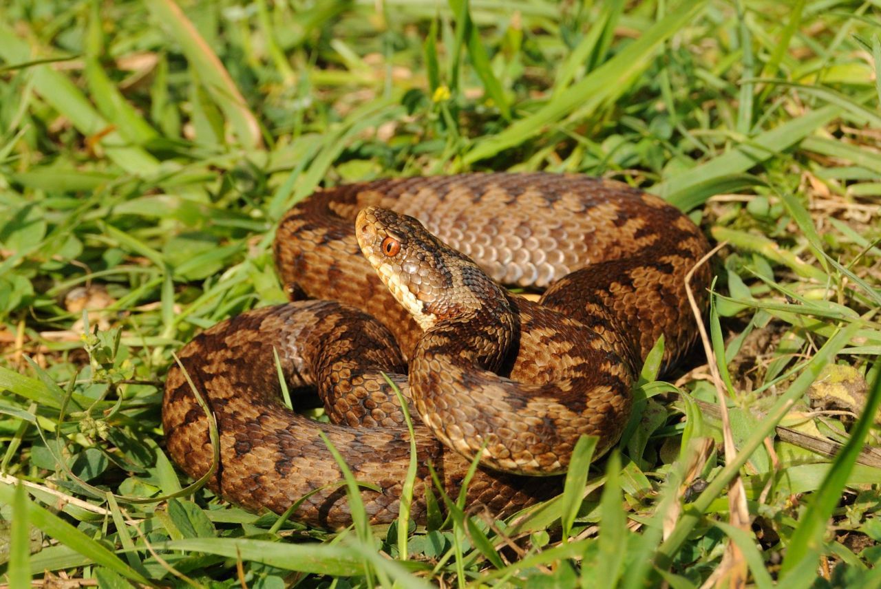 Armstrong Op de loer liggen Landelijk Nature Today | Adder kruipt waar hij niet gaan kon