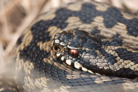 Zonnende adder pas uit winterslaap (foto: Johan de Jong)