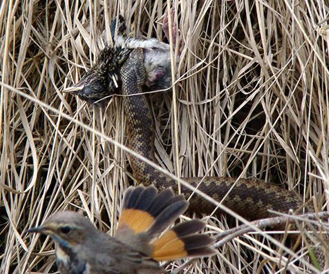 Adder ontdekt een blauwborstnest en eet dit leeg (foto: Judith Bouma)