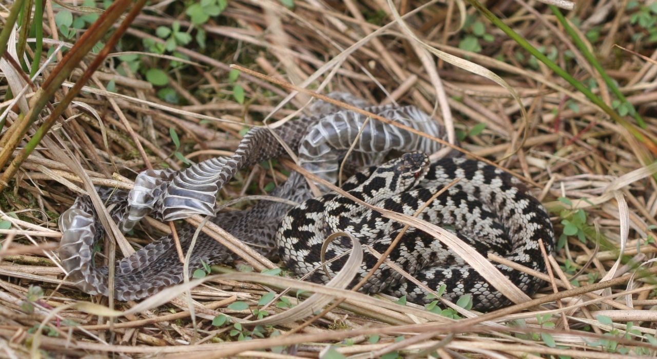 Adder naast zijn adderhemd (foto: Dick van Dorp)