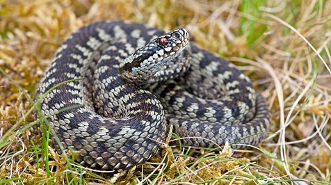 Adder (foto: Jelger Herder)