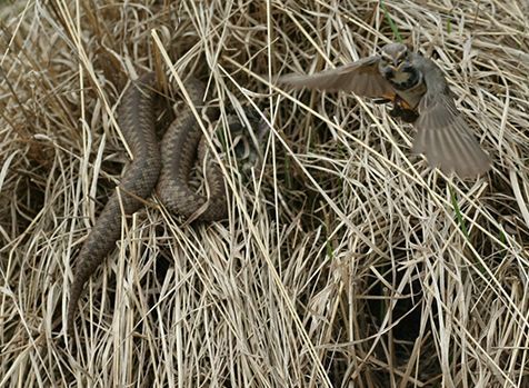 Adder ontdekt een blauwborstnest en eet dit leeg (foto: Judith Bouma)