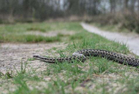 Op jacht naar een lekker hapje (foto: Richard Struijk)