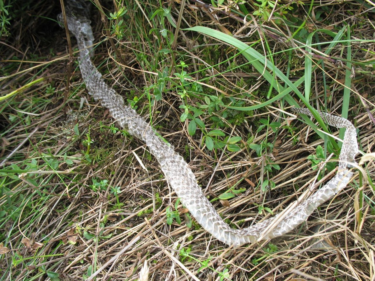 Slangenhemd van een adder (foto: Annemarie van Diepenbeek)