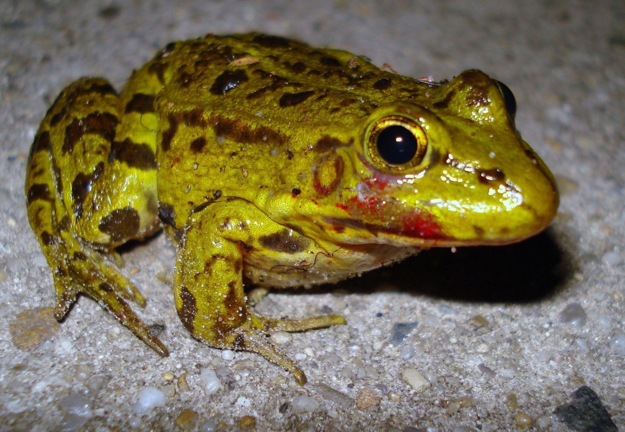 Volwassen groene kikker besmet met het Ranavirus. Bloed zichtbaar bij de bek en op een paar kleine plekjes op de flank (Foto: Dick Willems)