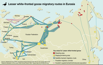 De blauwe trekroutes tonen de flyways van de verspreide broedpopulaties van Fennoscandinavië tot oost-Siberië. De paarse lijnen geven de trekbewegingen van de Zweedse populatie aangevuld met gekweekte exemplaren en op weg gezet naar ZW overwintering in Nederland, daar waar Noorse vogels normaal een ZO route volgen. (bron: AEWA).