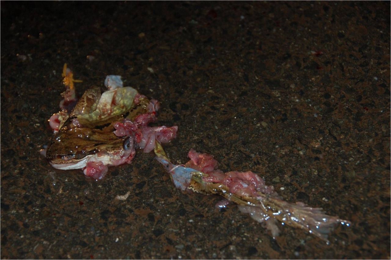 Deze Bruine kikker haalde de overkant niet (Foto: Joris Pinseel)