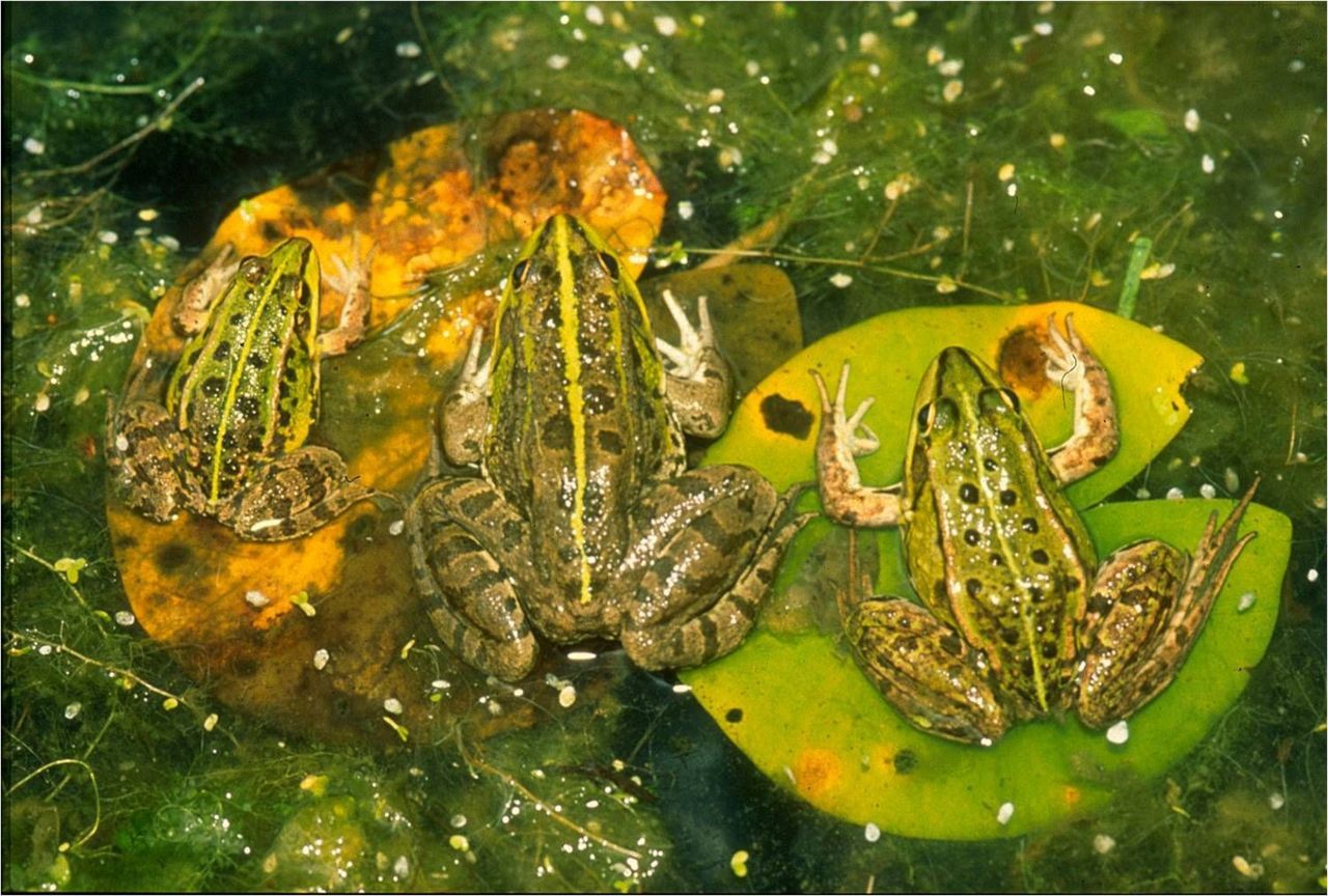 Europese Meerkikker (midden) tussen zijn twee inheemse neefjes. Poelkikker (links) en Bastaardkikker (rechts) (foto: Robert Jooris)