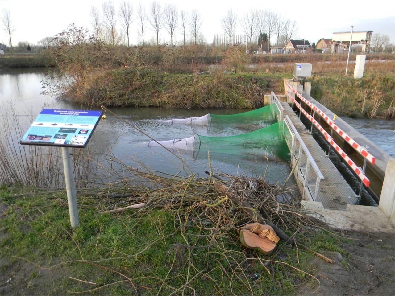 In twee fuiken werden gedurende een gans jaar alle stroomopwaarts trekkende vissen bemonsterd die de visnevengeul omheen de stuw van Asper gebruikten (foto: INBO)