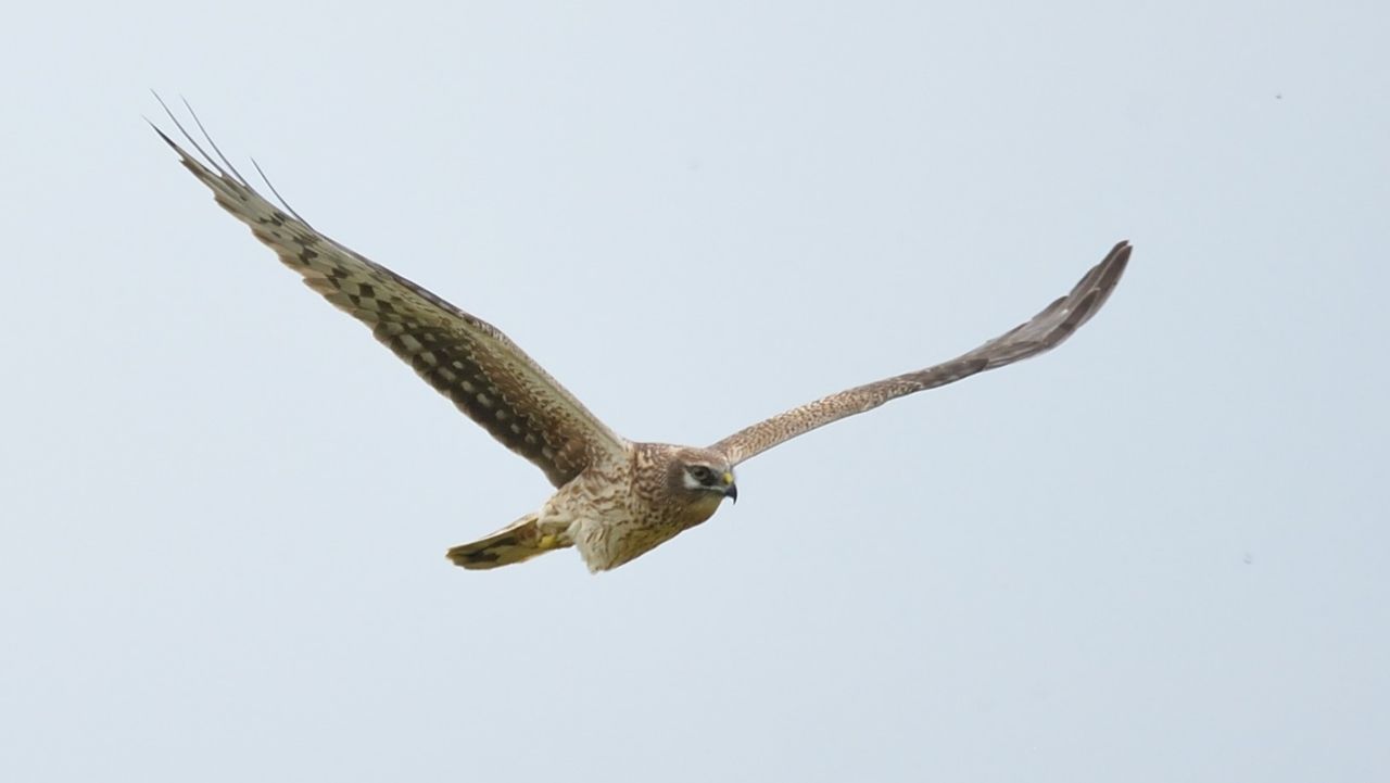 De exotische Europese Meerkikker is een luidruchtige rakker (foto: Hugo Willocx)