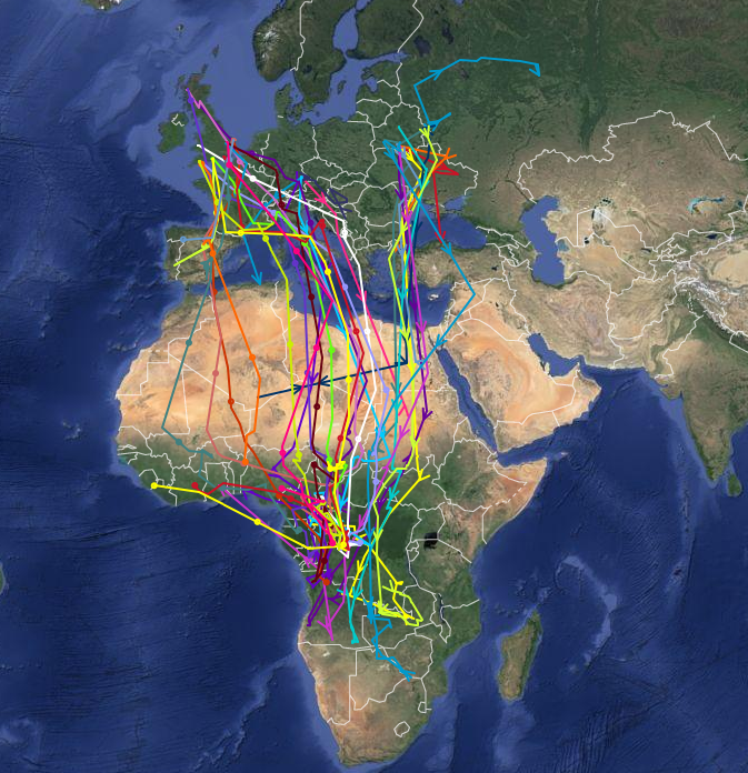 Mogelijke trekroutes van koekoeken (kaart: British Trust for Ornithology)
