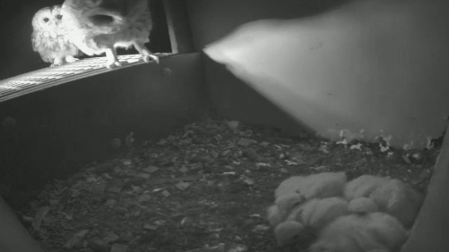 Twee bosuilen loeren naar binnen terwijl de torenvalkkuikens zich dood houden (foto: Beleef de Lente)