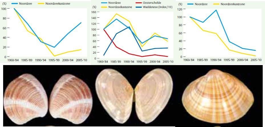 Voorbeelden van algemene soorten tweekleppige schelpdieren die in het Nederlandse de Noordzee zijn afgenomen. V.l.n.r.: Venusschelp, Rechtsgestreepte platschelp, Grote strandschelp (figuren: Schelpdieren van het Nederlandse Noordzeegebied, foto’s: Rykel de Bruyne, A. Gmelig Meyling Sr.)