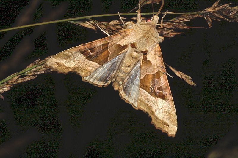 Agaatvlinder foeragerend op Pijpenstrootje (foto: Jan Albers)