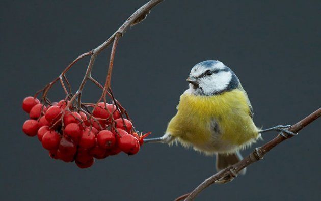 Pimpelmees (foto: Markus Varesvuo)