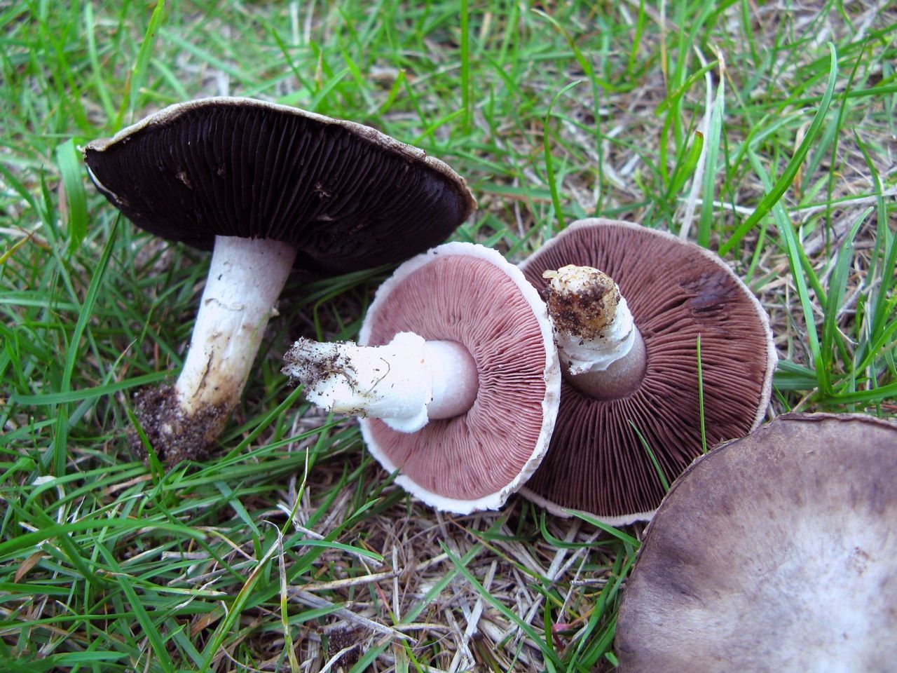 Steppechampignon (foto: Martijn Oud)