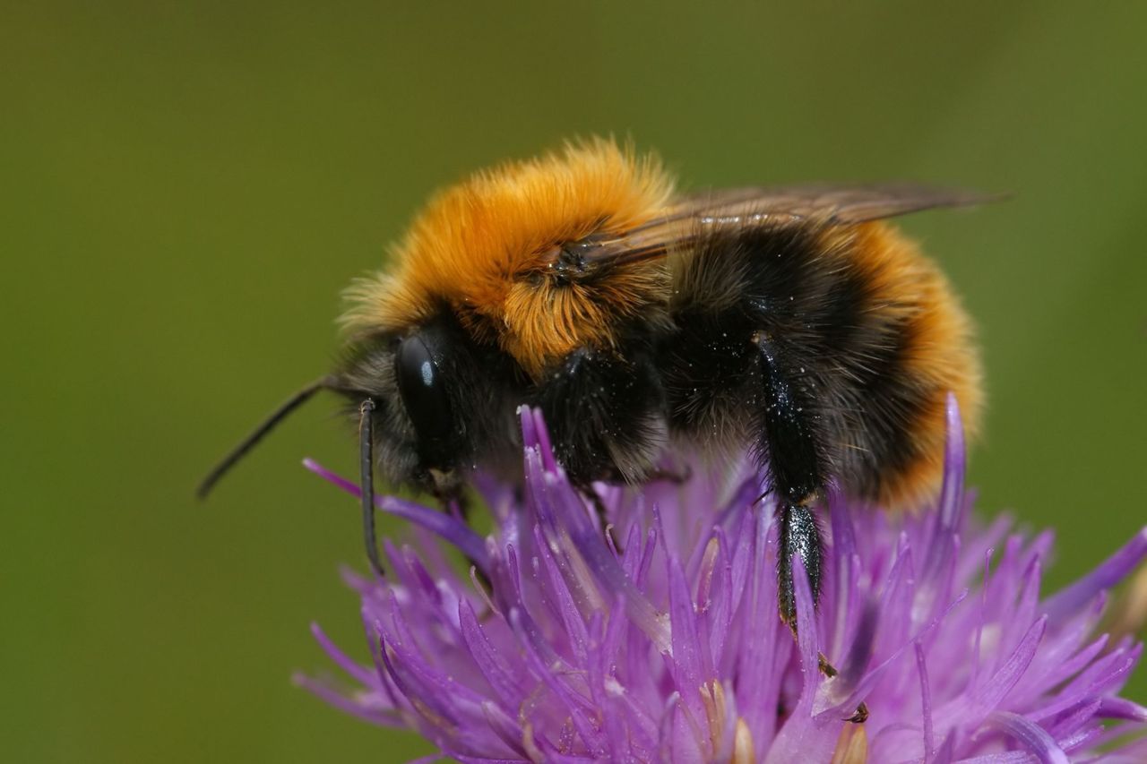 Hommels foerageren minder efficient onder invloed van pesticiden. (foto: Henk Wallays)