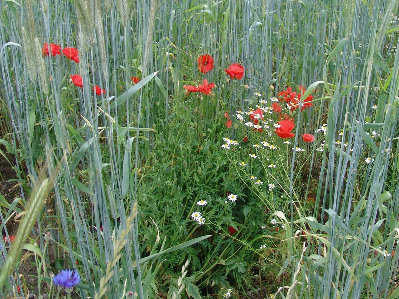 Biodiversiteit bij akker (foto: Paul Busselen)