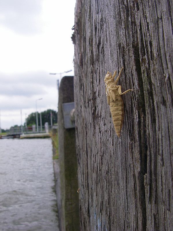 Larvenhuidje aan het Albertkanaal (Foto: Tim Adriaens)