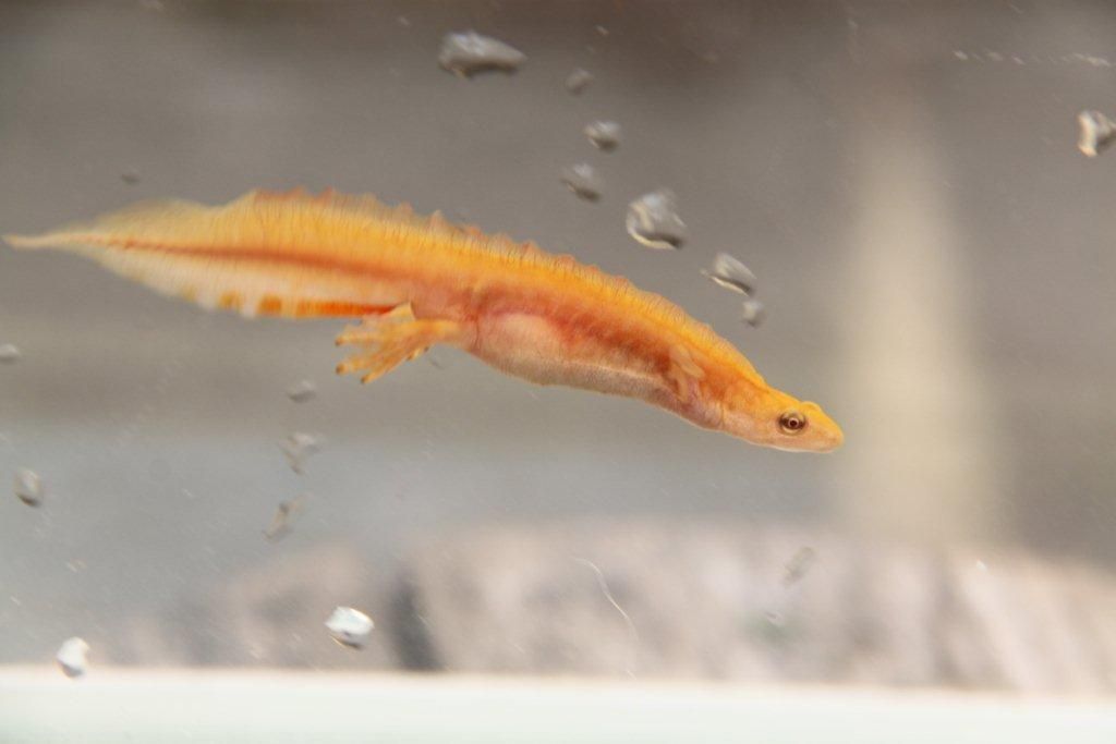 Het tweede gedocumenteerde geval voor Vlaanderen van albinisme bij Kleine watersalamander dateert van 20 mei 2012 en kwam uit Roeselare. (foto: Ivan Bruneel)