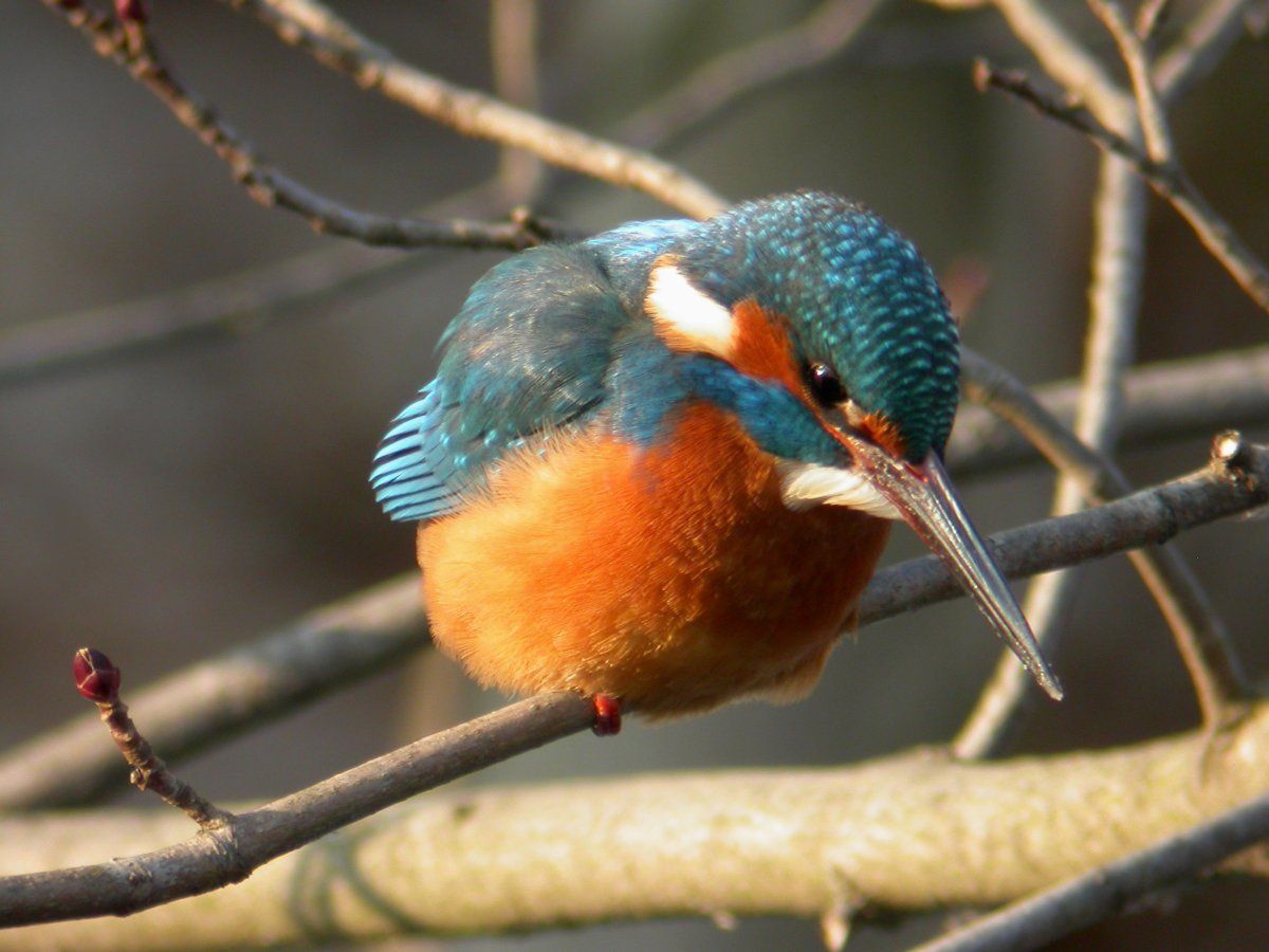 IJsvogel (foto: Joerg Mager)