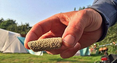 Stukje hertshoornkoraal gevonden op Vlieland (foto: Allard Polak)