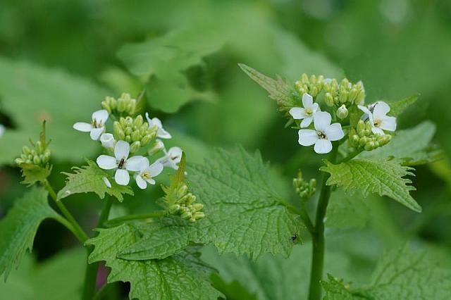 Het bij ons inheemse Look-zonder-look vormt in Noord-Amerika een bedreiging voor de inheemse flora (foto: Willem van Kruijsbergen)