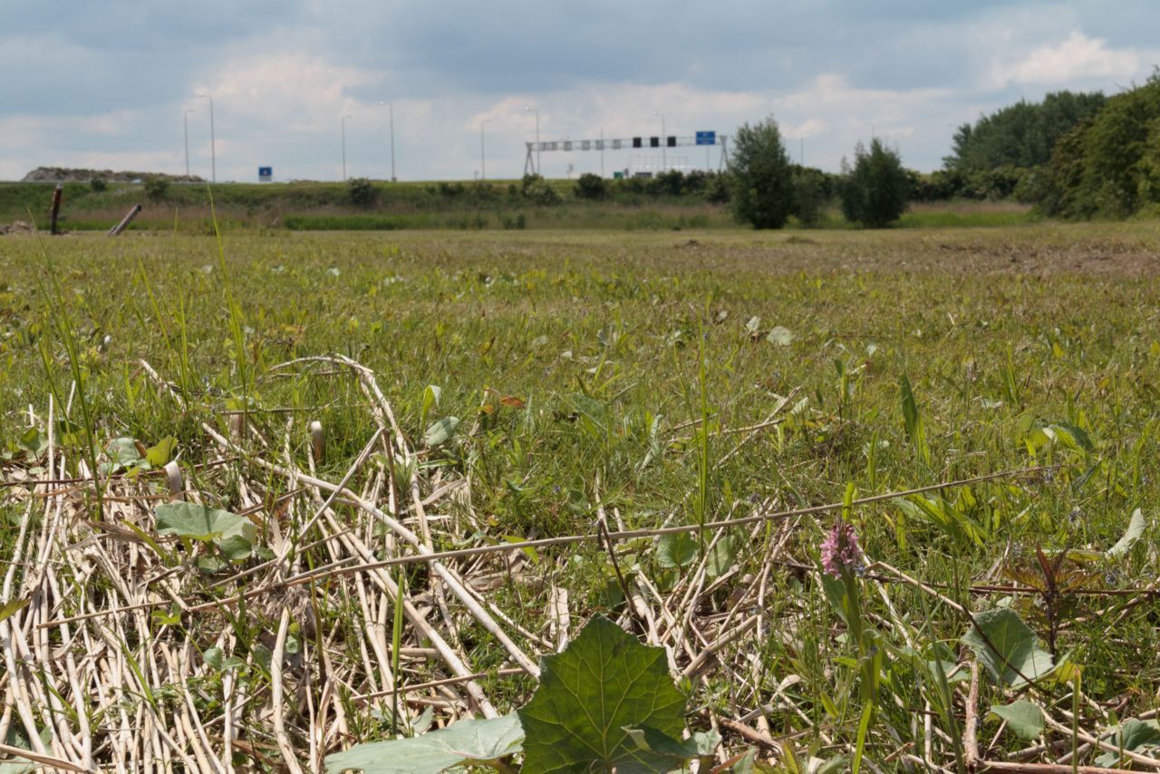 Locatie met afgemaaide orchideeën nabij Almere. Op de voorgrond een Vleeskleurige orchis die gespaard bleef (foto: Rien Schot)