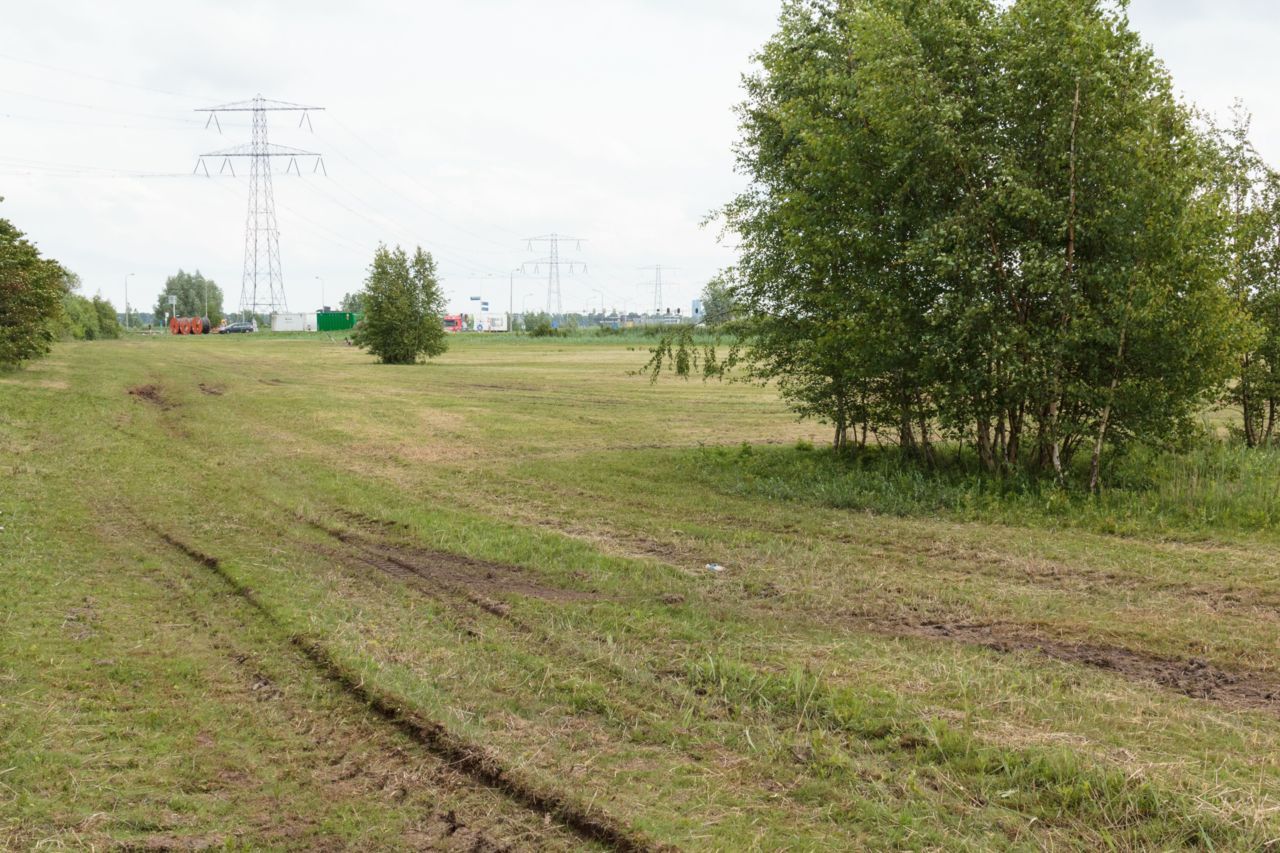 Afgemaaide orchideeën, let op insporing (foto: Rien Schot)