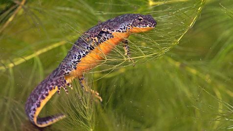 Alpenwatersalamander (foto: Jelger Herder)