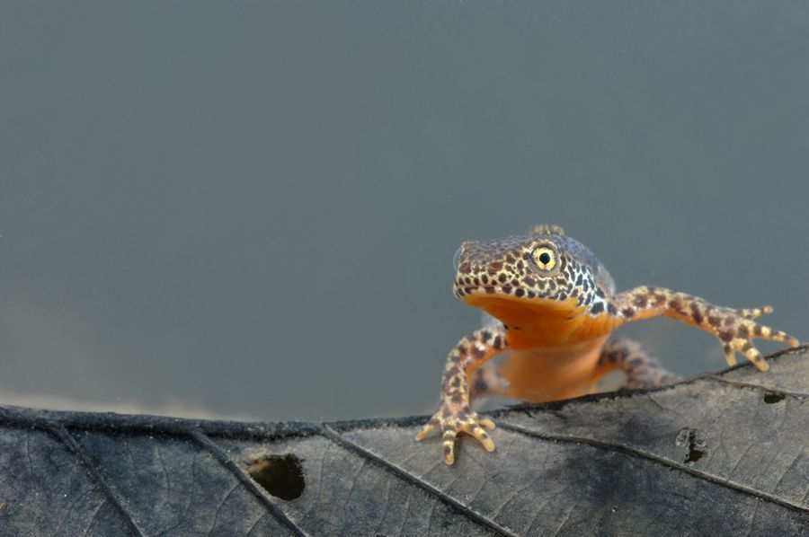 Alpenwatersalamander en alle andere watersalamanders duiken in de winterperiode vaak op in kelders. Donker, fris, soms ietwat vochtig: een ideale overwinteringsplek (foto: Hugo Willocx)