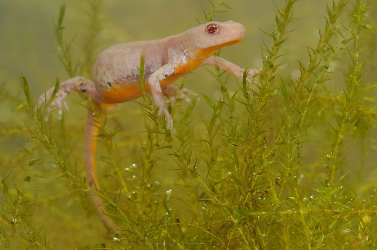 Het eerste gedocumenteerde geval voor Vlaanderen van een albino Alpenwatersalamander. Dit exemplaar werd op 17 maart 2010 gevangen in Mechtem (foto: Hugo Willocx)