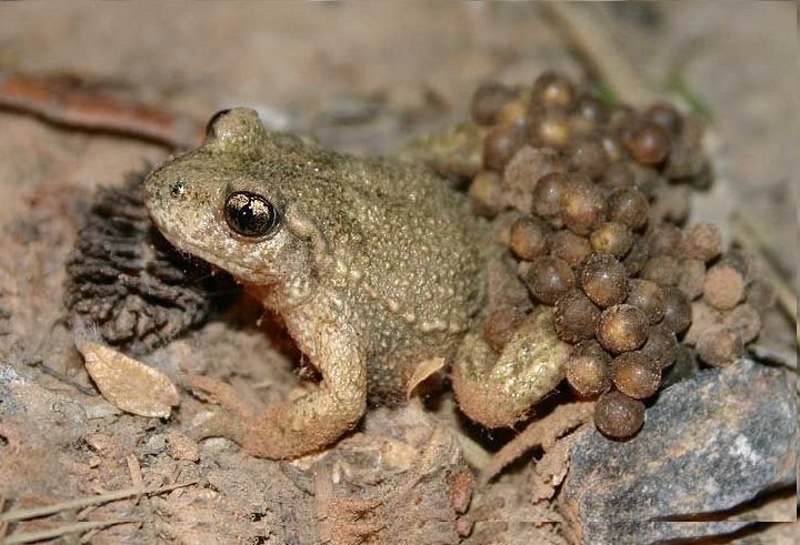 Zwitserse onderzoekers voerden een onderzoek uit naar de impact van de chytride-schimmel op 26 populaties van Vroedmeesterpadden (foto: Jeroen Speybroeck)