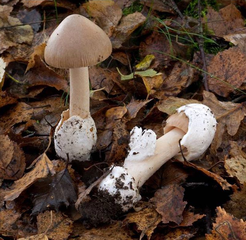 Amanita betulae (foto: Geoffrey Kibby)