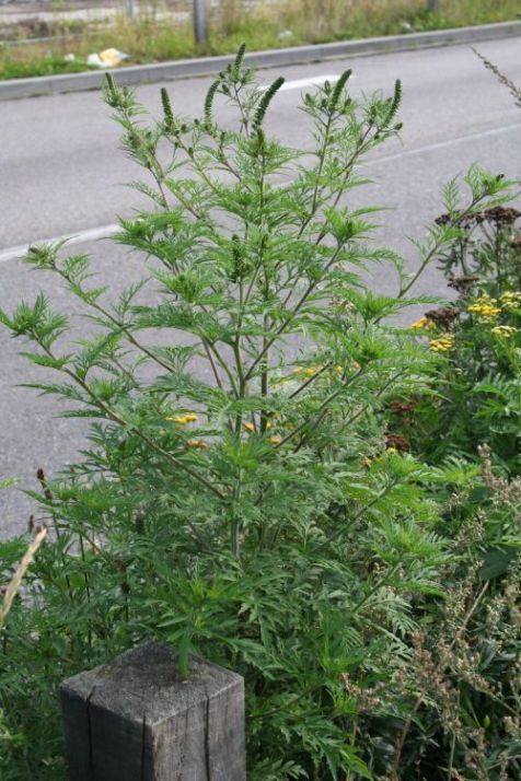 Ambrosiaplant (foto: Arnold van Vliet)